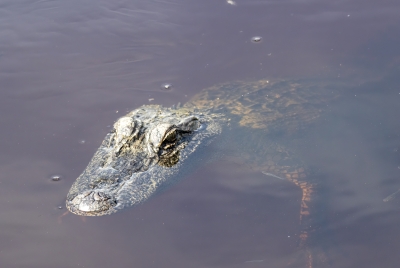 Alligator Aransas NP 2022